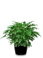 Inscape Indoor Plant - Best Indoor Plant Provider  image 7